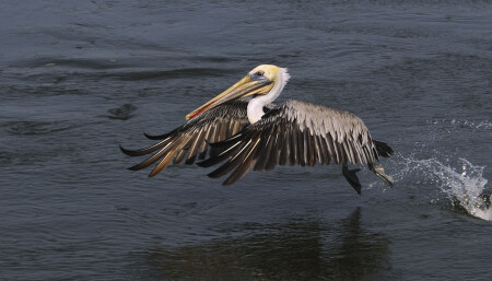 Разбег, толчок … 