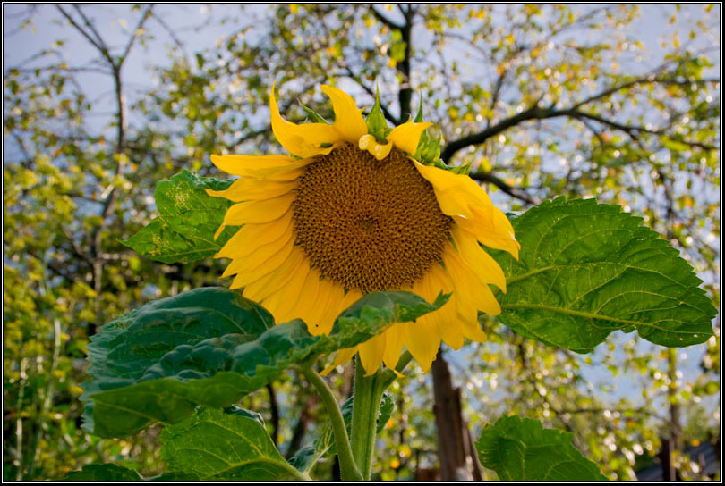 Sunflower