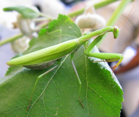 Богомол обыкновенный