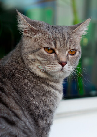 Кто, кто???? Рысь я!