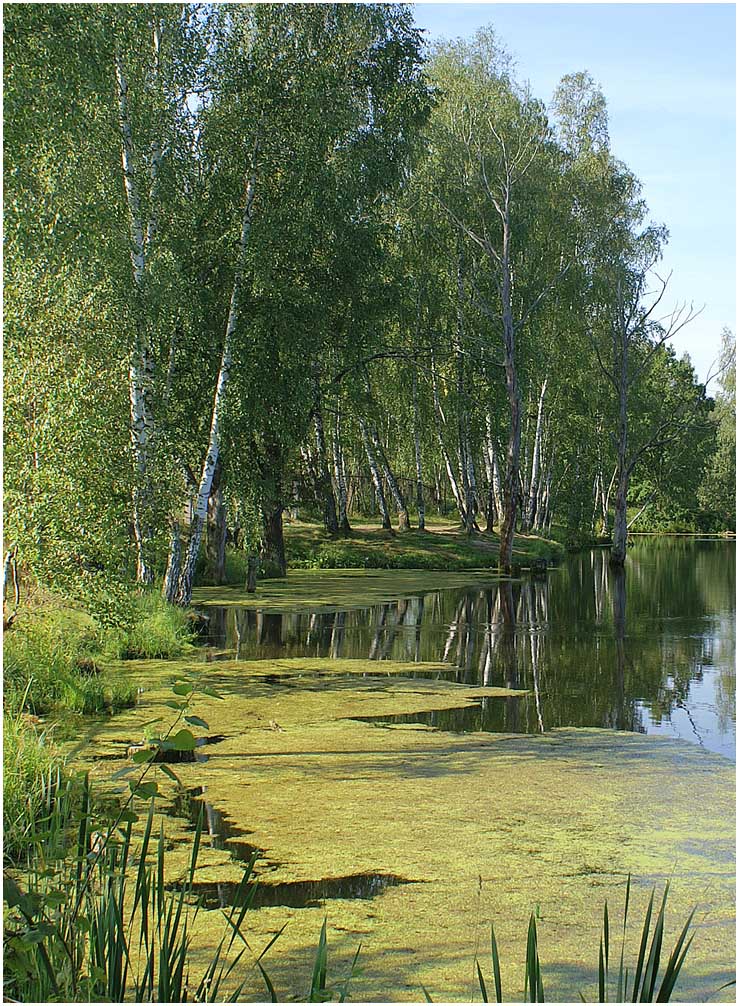 Подмосковные березы