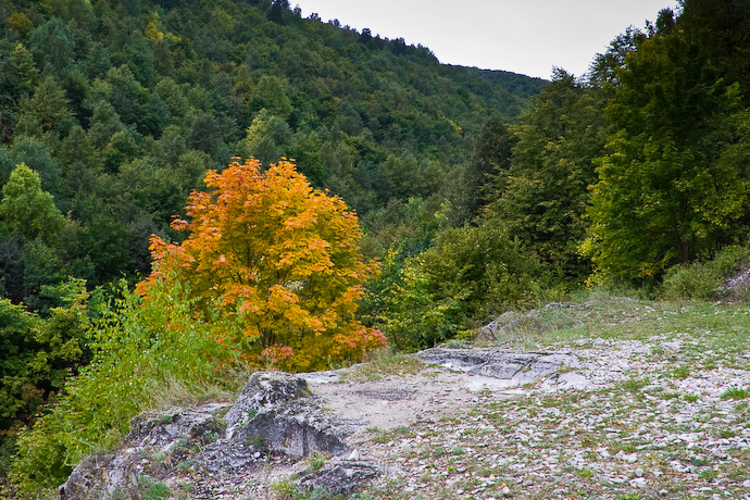 straggle yellow tree