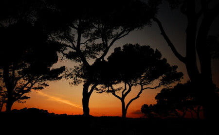 A dance of the evening trees
