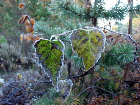 Первые заморозки