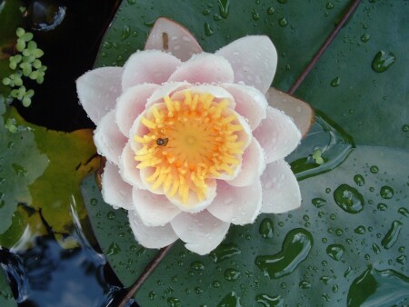 Лилия под дождем