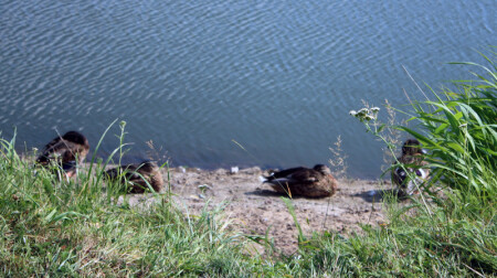 Послеобеденный отдых