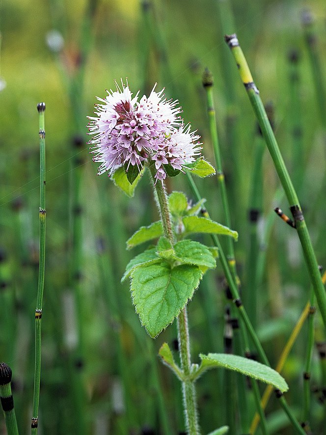 Mentha aquatica