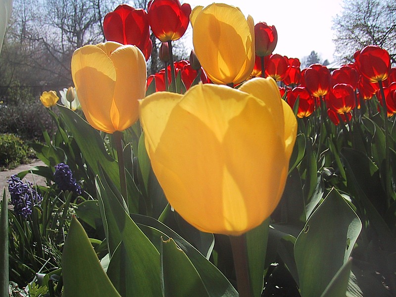 Sunny Flowers 