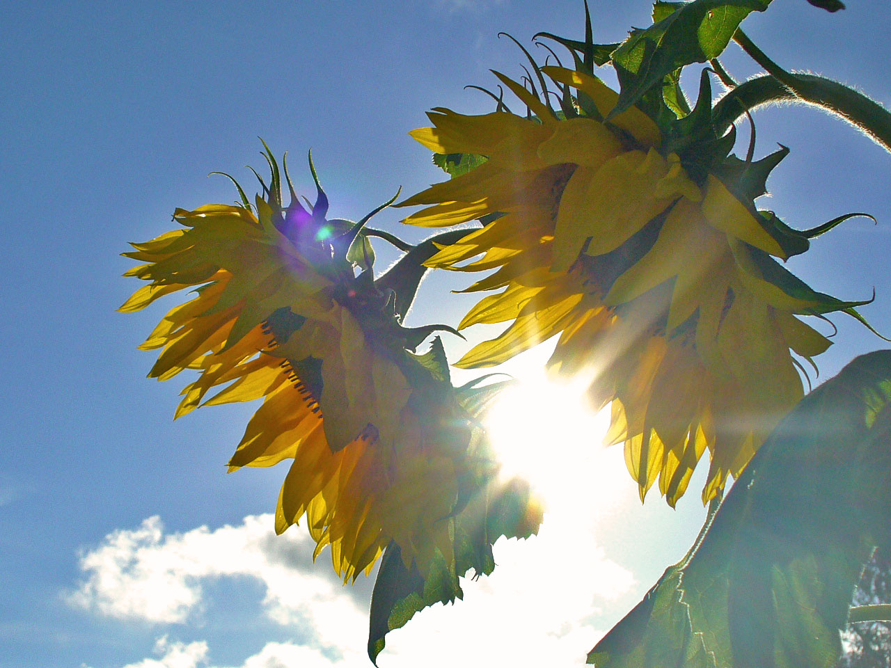 Flowers