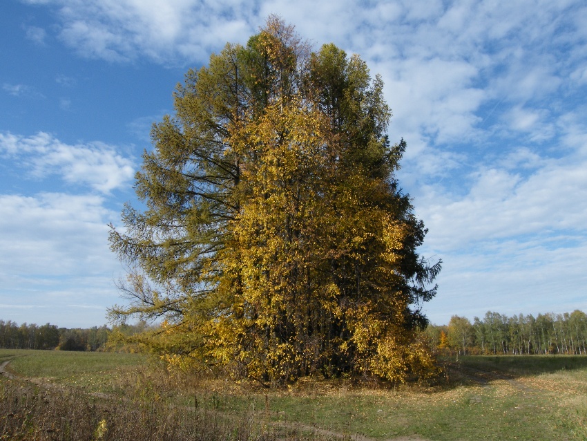 Осенний танец