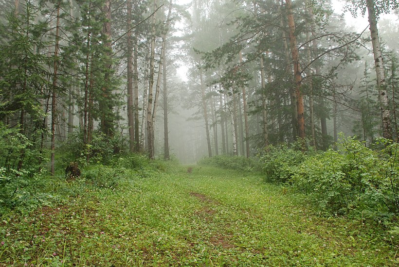 На лесной тропинке.