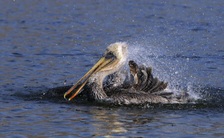Купанье бурого пеликана