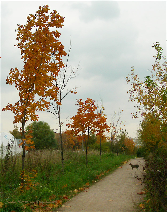 Осенняя прогулка