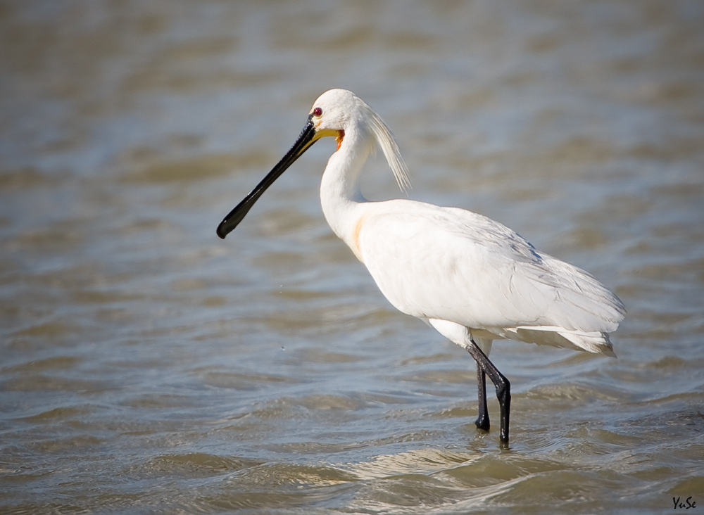 Spoonbill