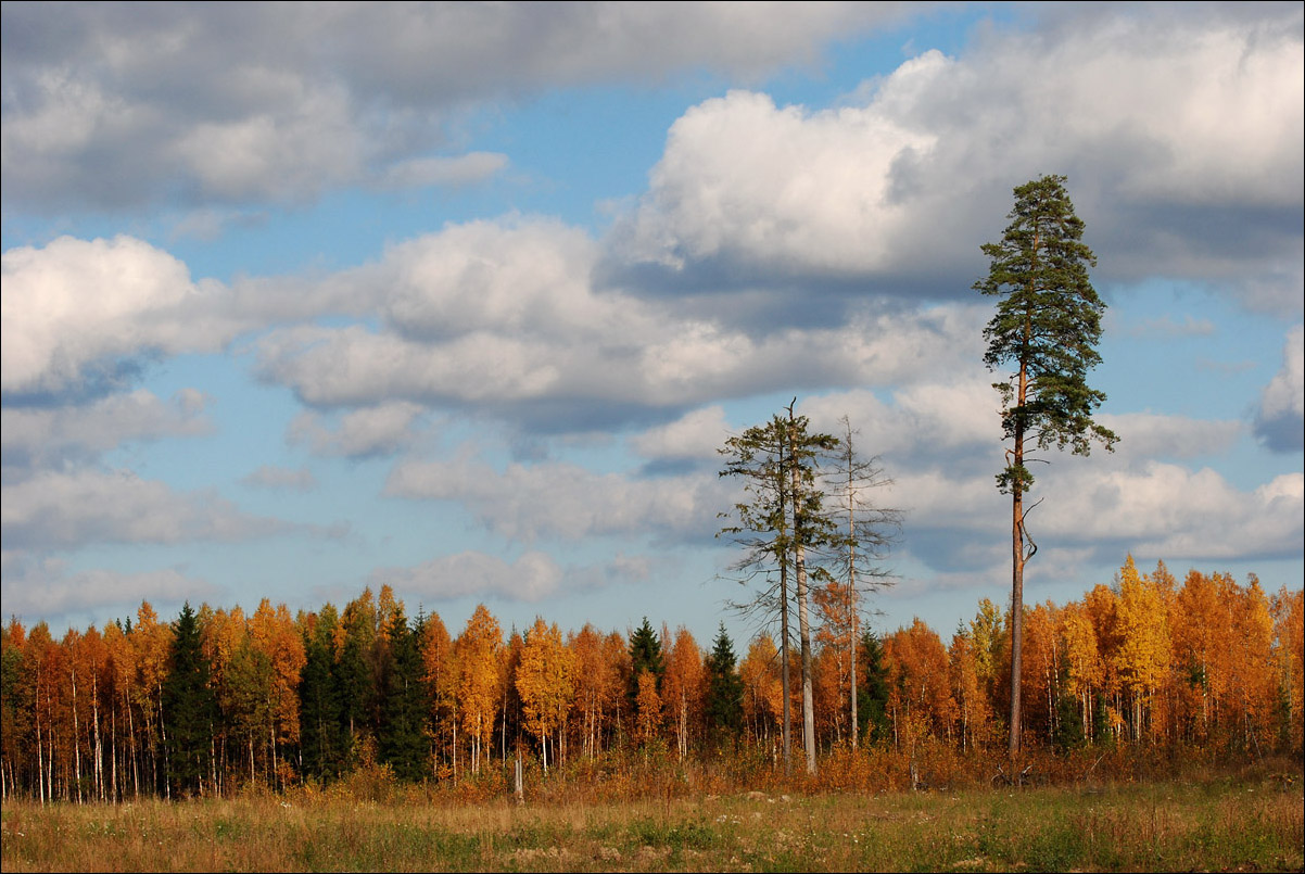 Яркая осень