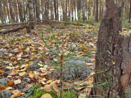 Жизнь и смерть