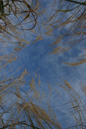 когда деревья были большими