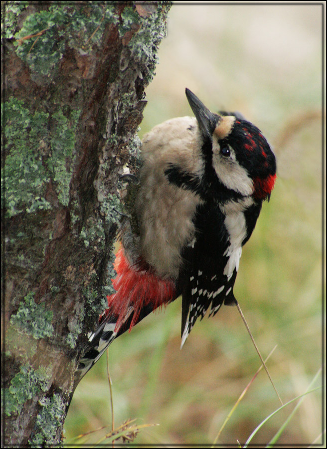 Внимательный Woodpecker