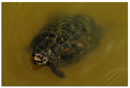 И что тебе надобно, старче?