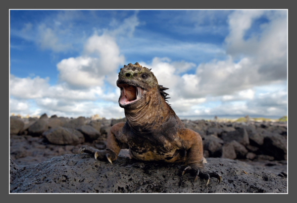 МЕЗОЗОЙ или миллион лет до нашей эры... www.wildanimalssafari.com 