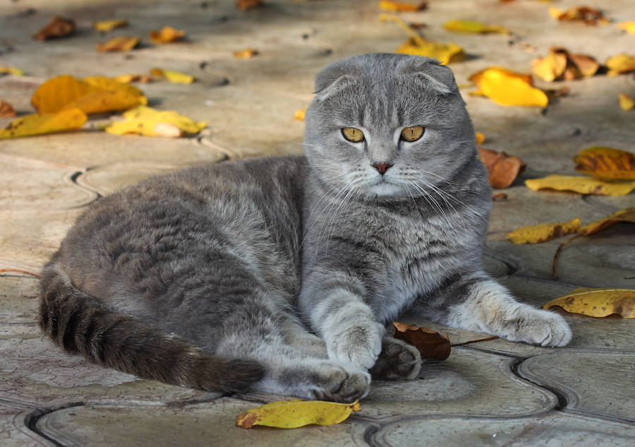 Фолдик осенний.