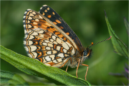 Шашечница черноватая