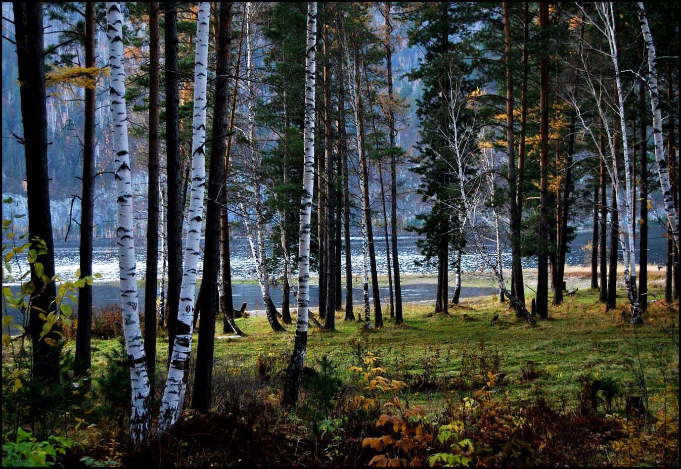 Осень в лесу