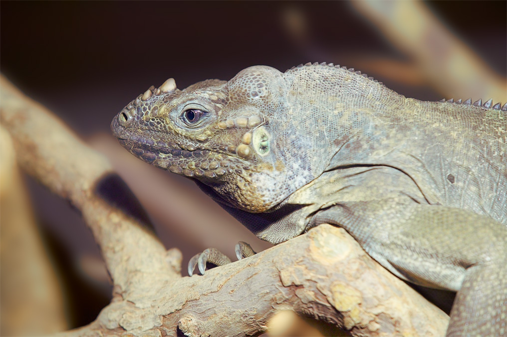 Носорог (Cyclura cornuta)