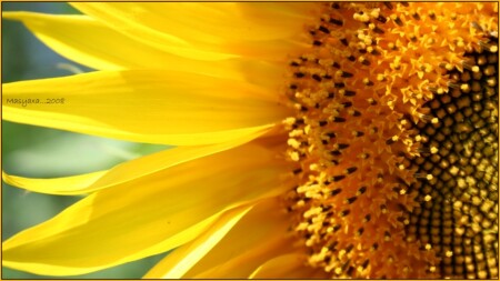 Солнце моё...