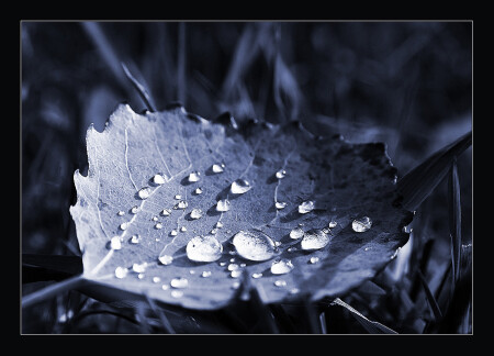 Слезы осени...