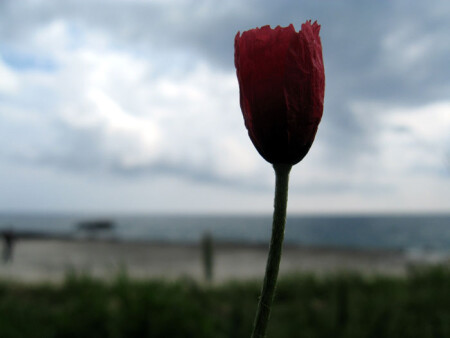 Мак с видом на море