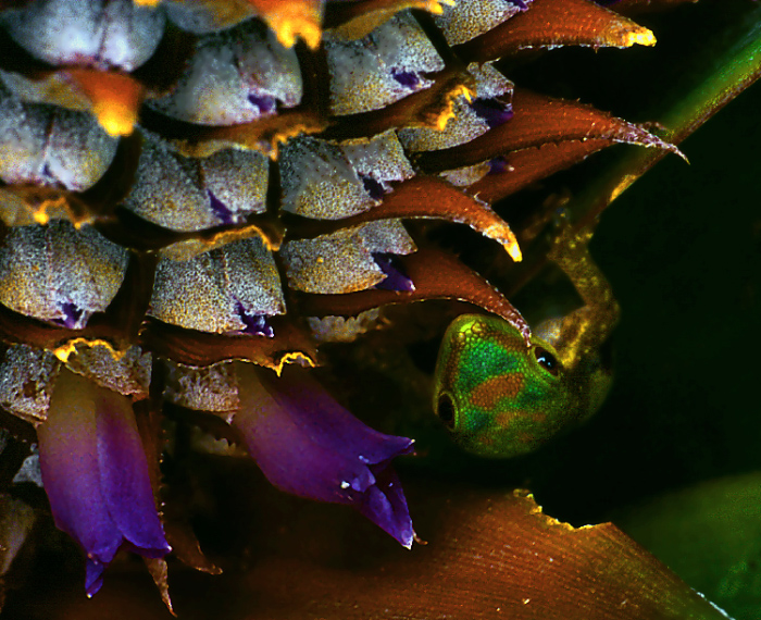 Gecko hiding in a pineapple2