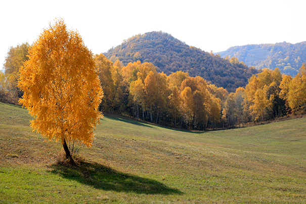 Осень-2008 №1