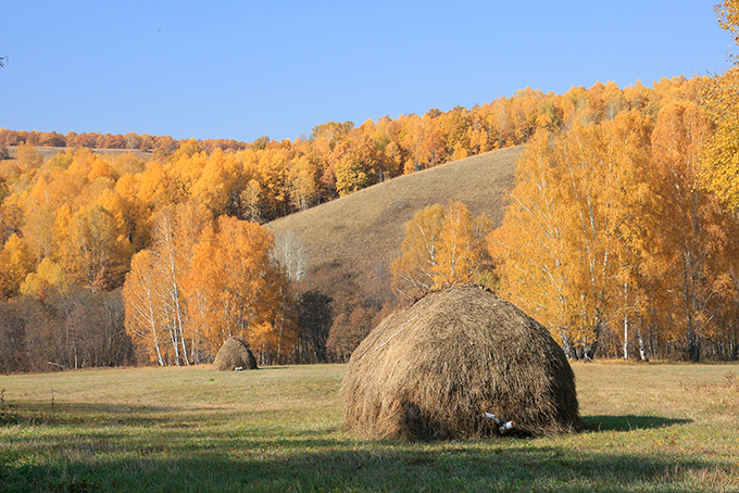 Осень-2008 №2