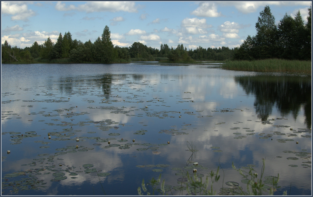 Кувшинки в облаках