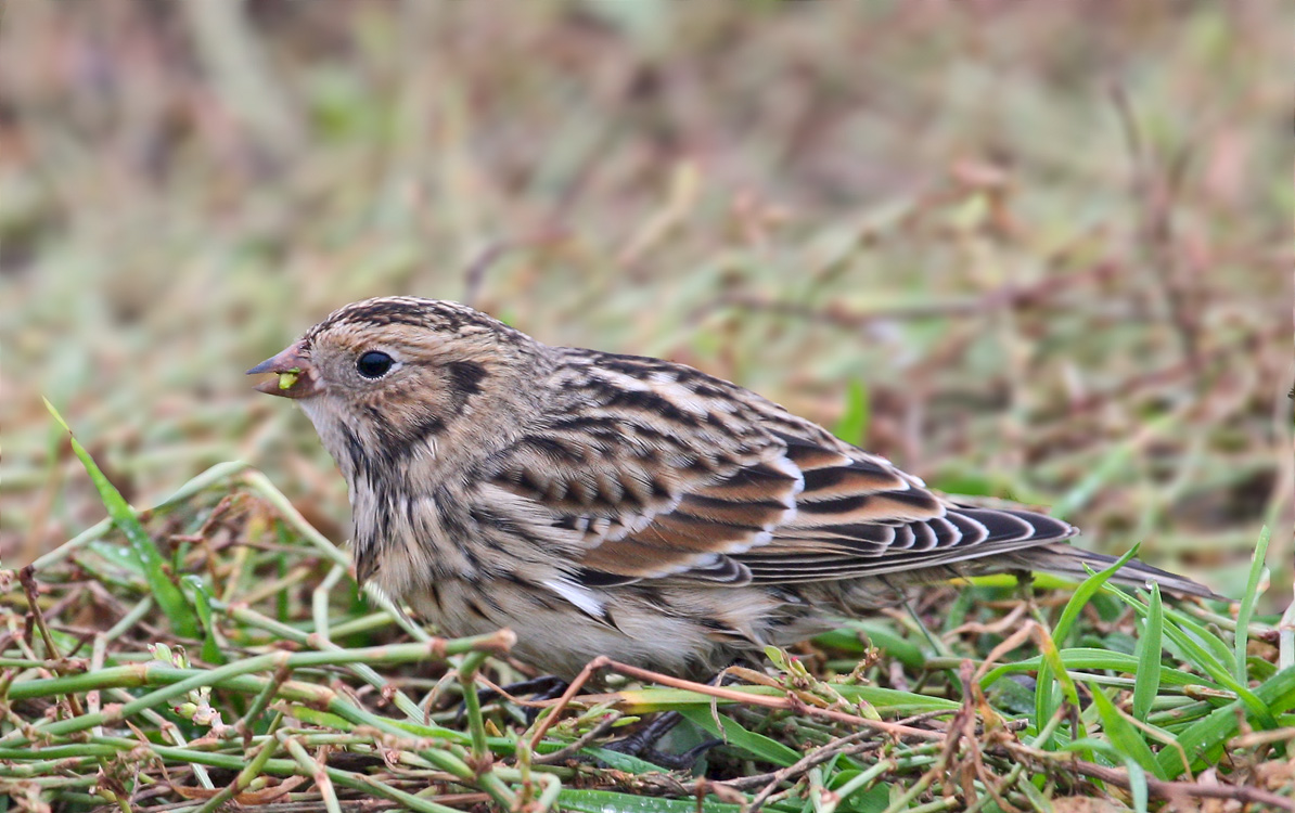 Лапландский подорожник. Calcarius lapponicus