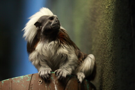 Маленький, но серьезный