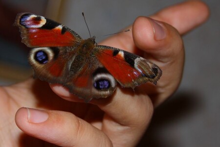 Осень.Бабочка.