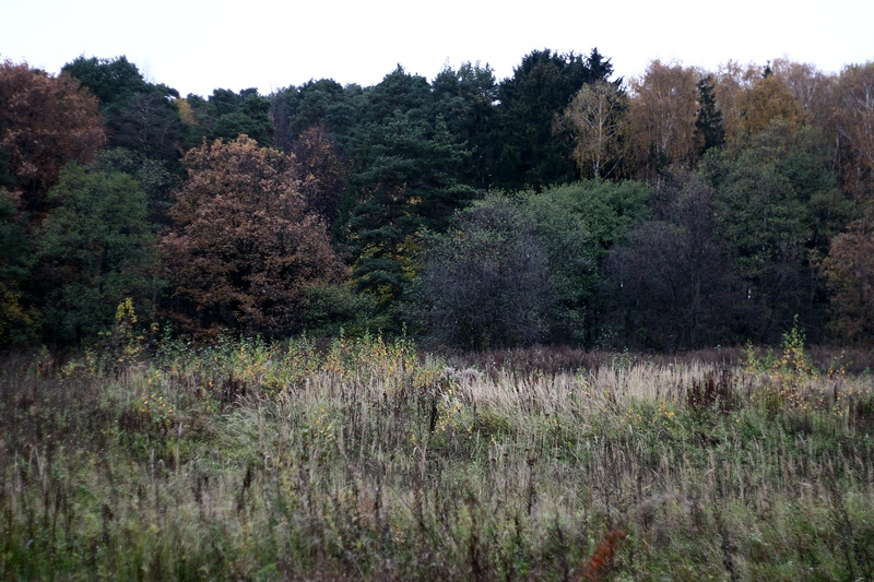 Пасмурные краски осеннего леса