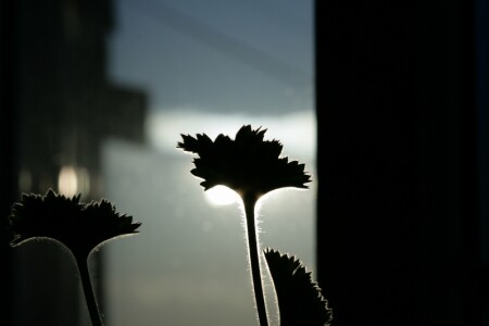 мурашки гирани