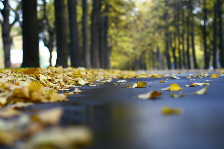 листья-пешеходы..