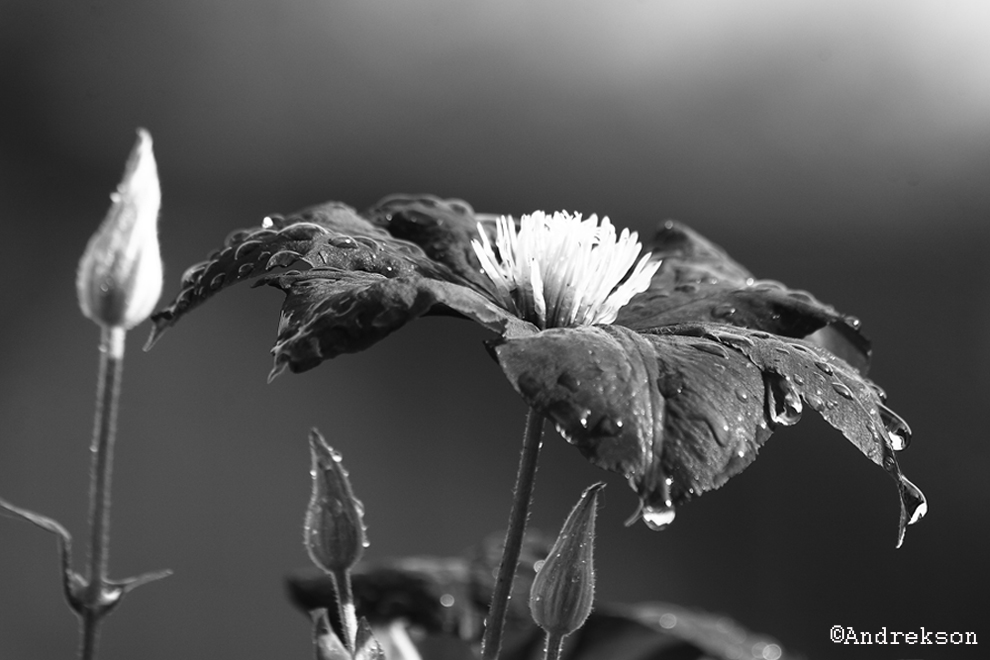 Clematis