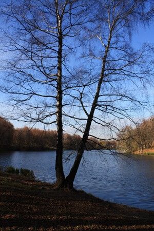 Осенняя пора, очей очарованье.