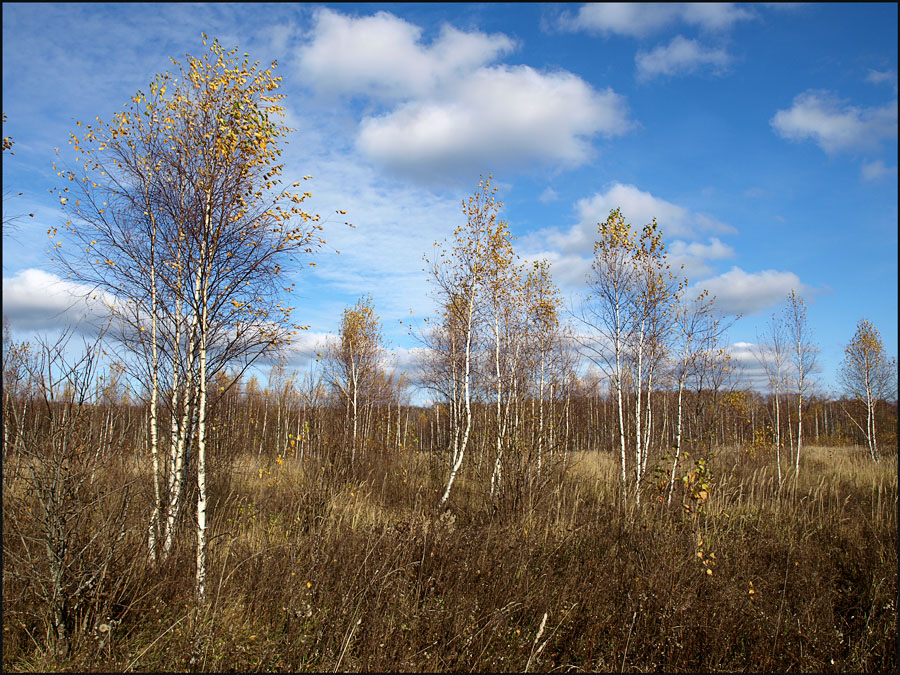 Поздняя осень.