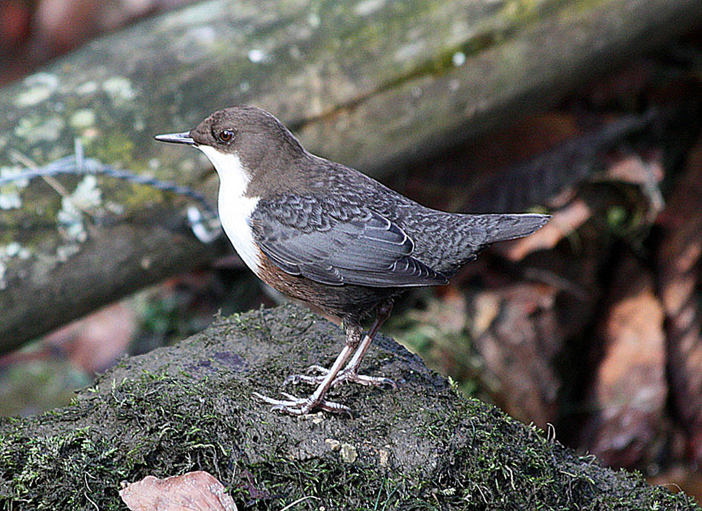 Оляпка (Cinclus cinclus)