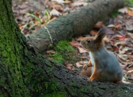 &amp;quot;Быть иль не быть?.. Вот в чем вопрос!!:)&amp;quot;