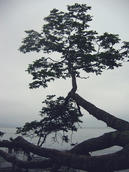 tree