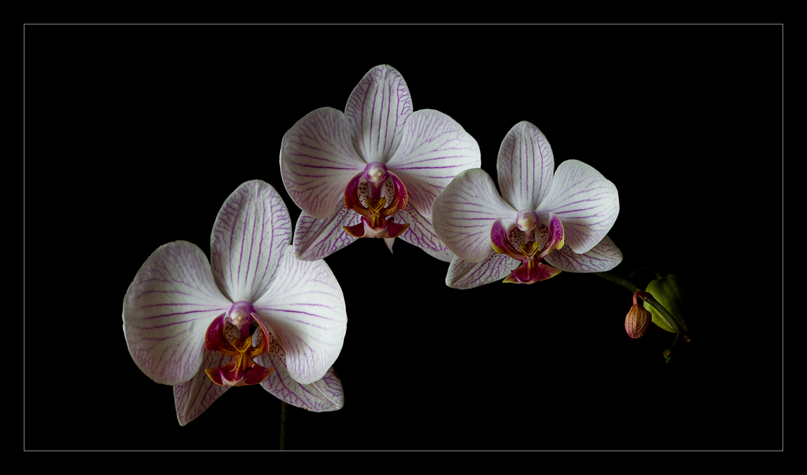 PHALAENOPSIS