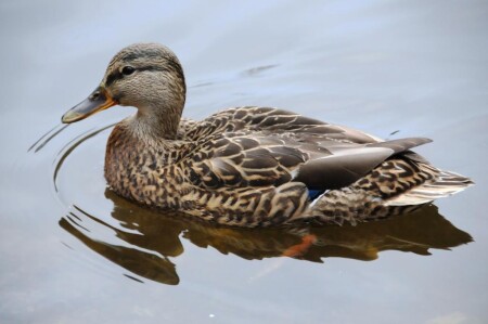 &amp;quot;утка&amp;quot;