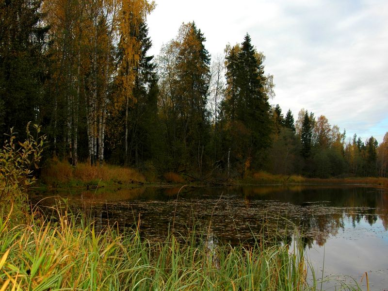 в тихой заводи